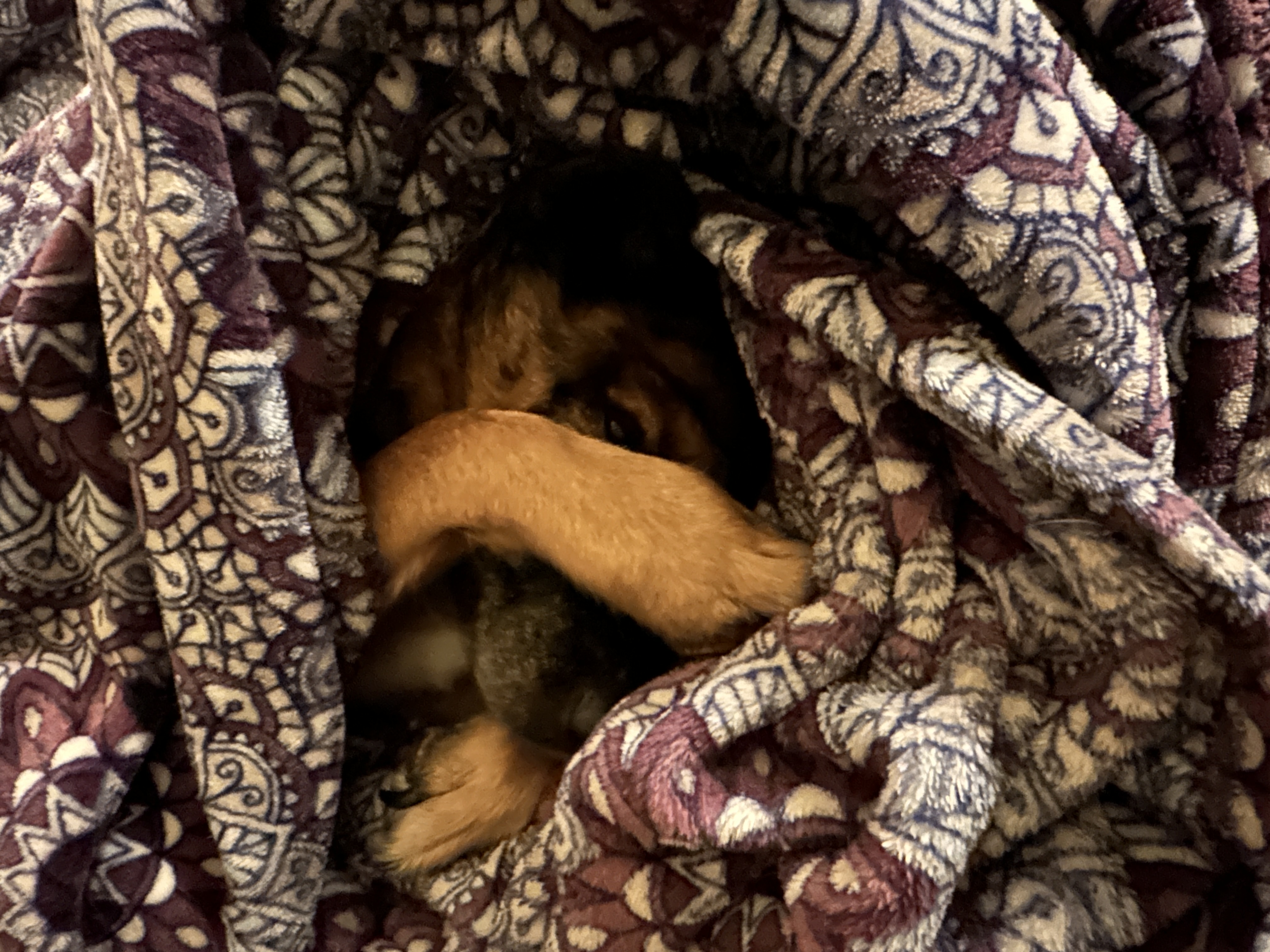 Our blanket worm Coco Bean.