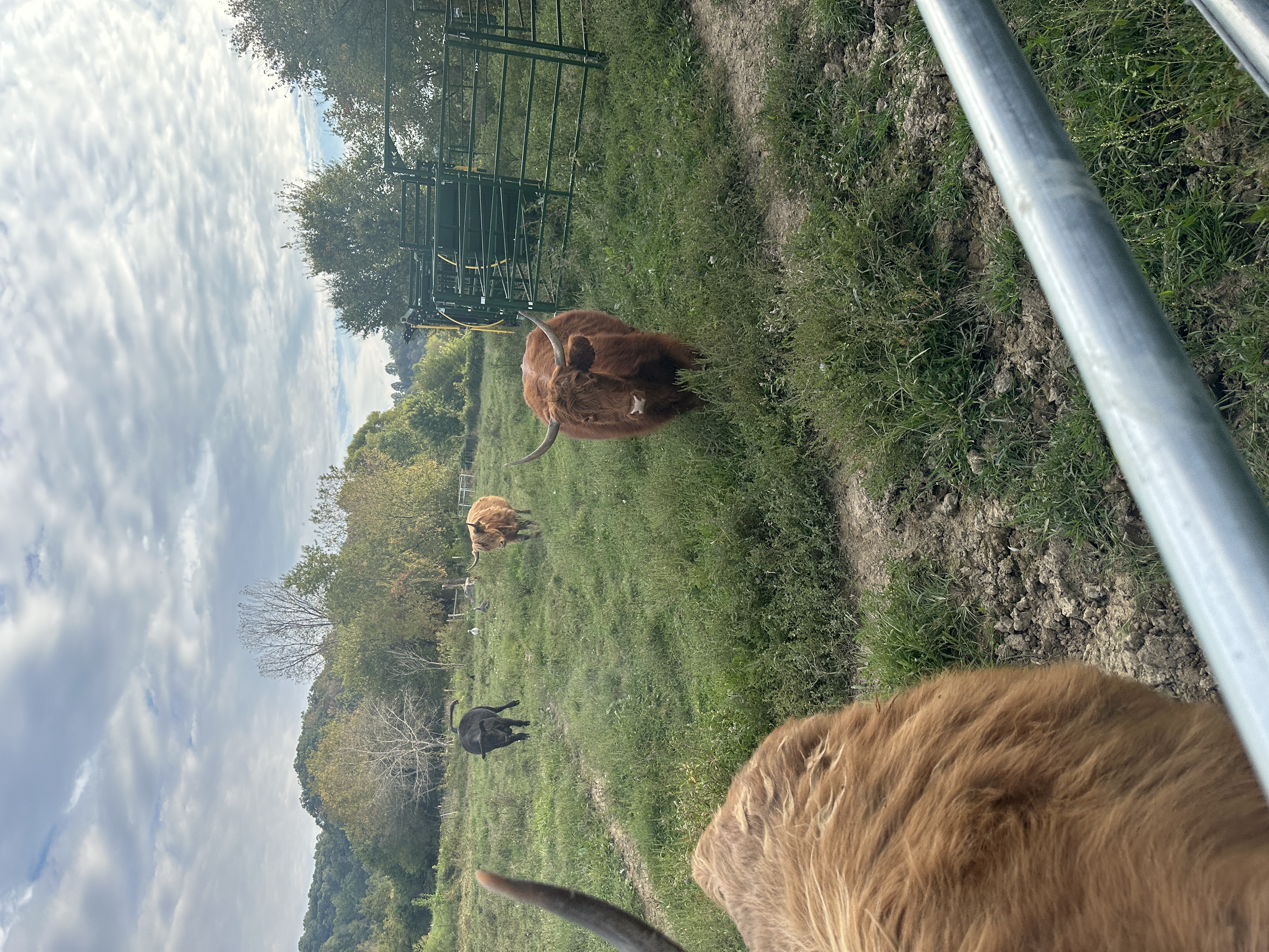 Coos for Treats