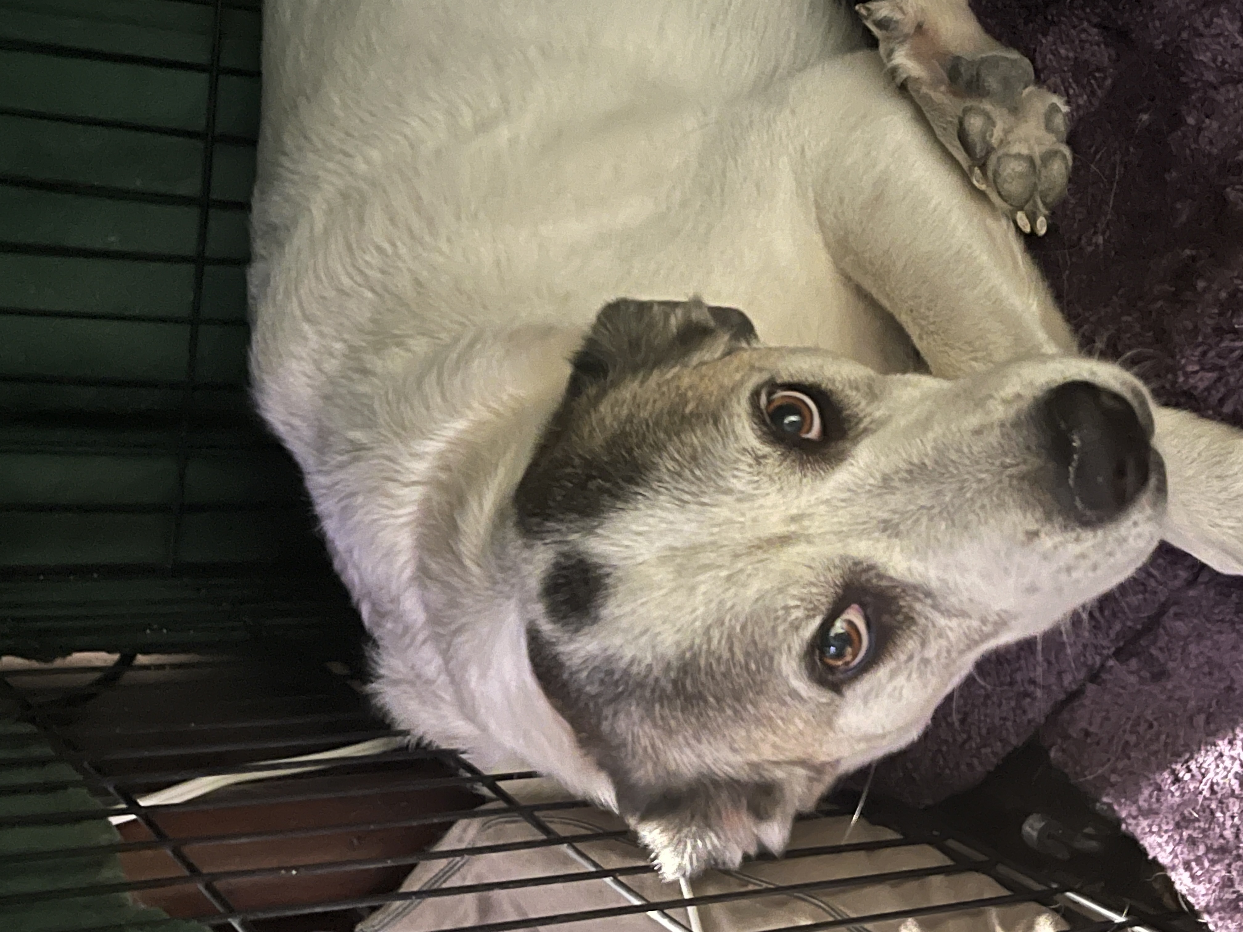 Portrait of Dottie, gentle farm companion and guardian.