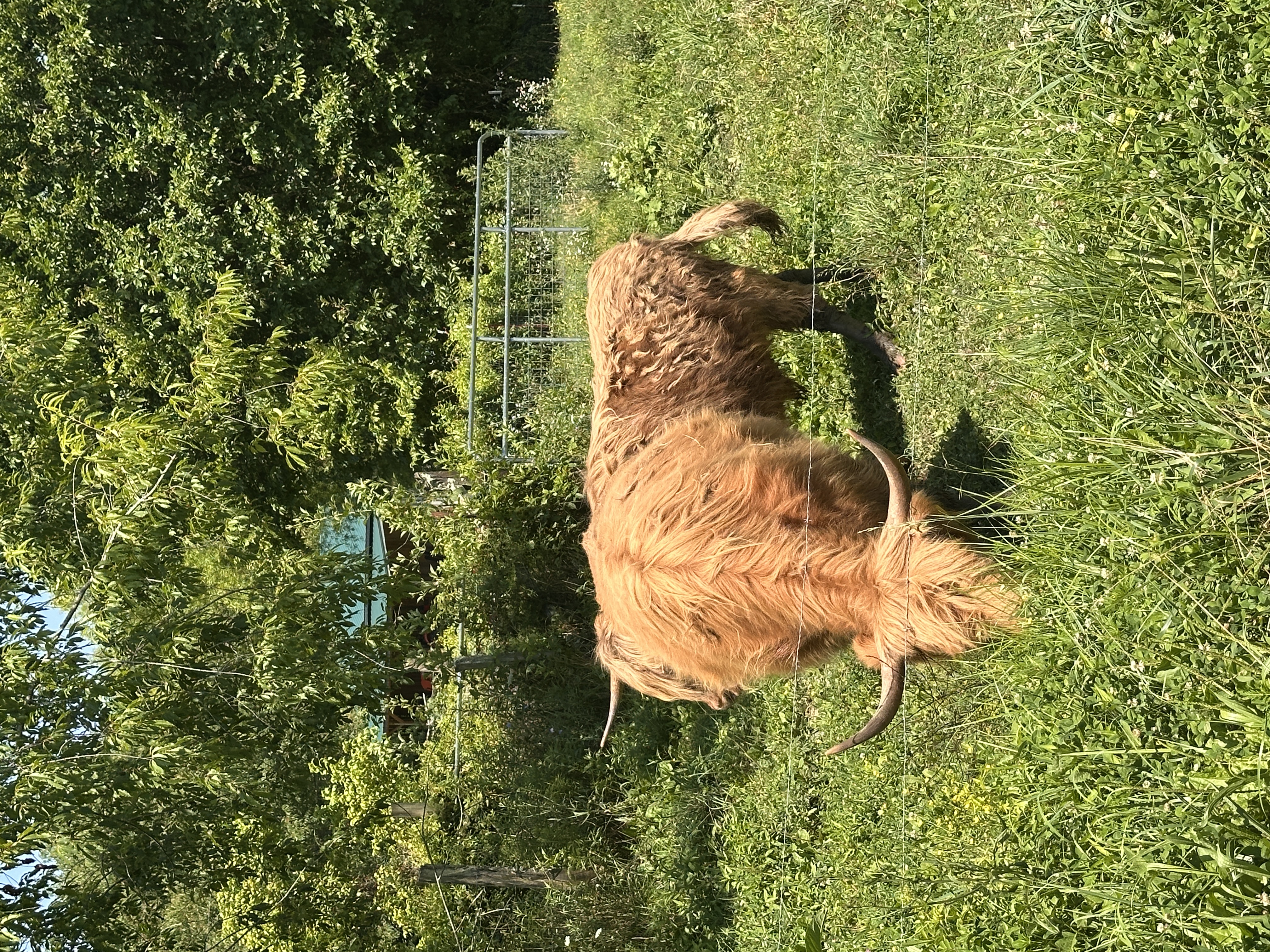 Highlander Ella