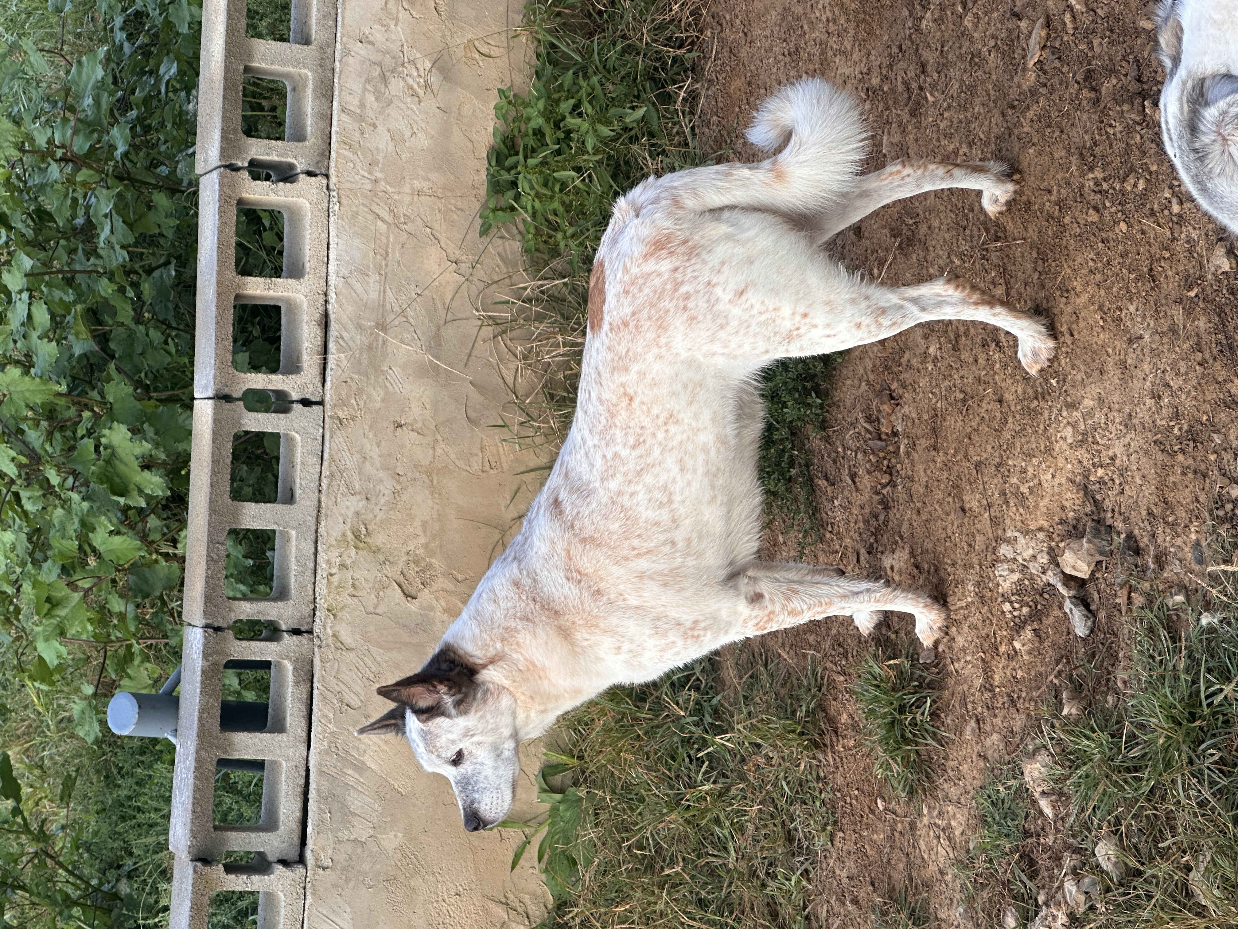 Out Red Healer mix Freckles standing ready