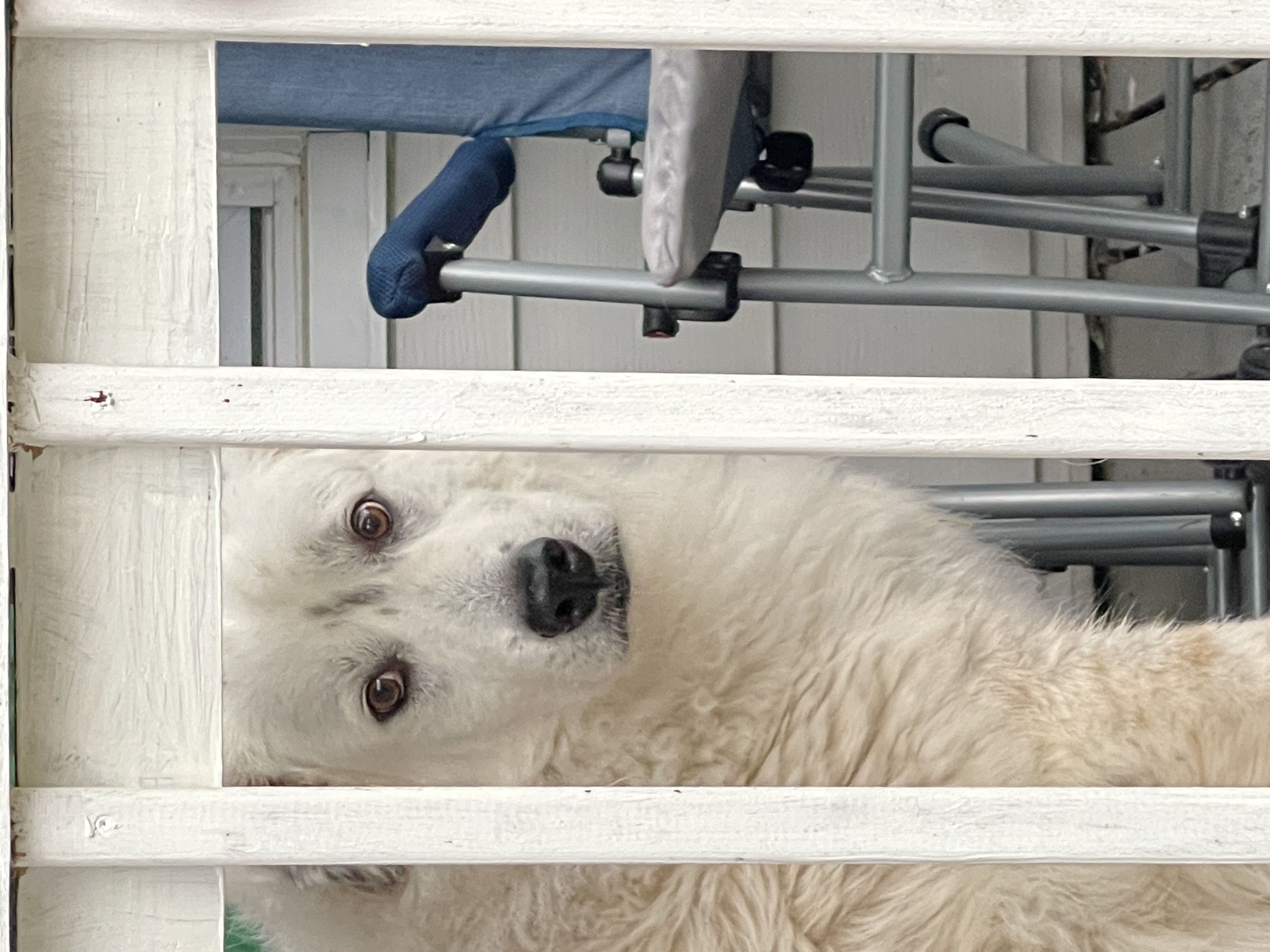 Our Great Pyrenees mix Iorek watching from porch at Lavender Jolly Acres.