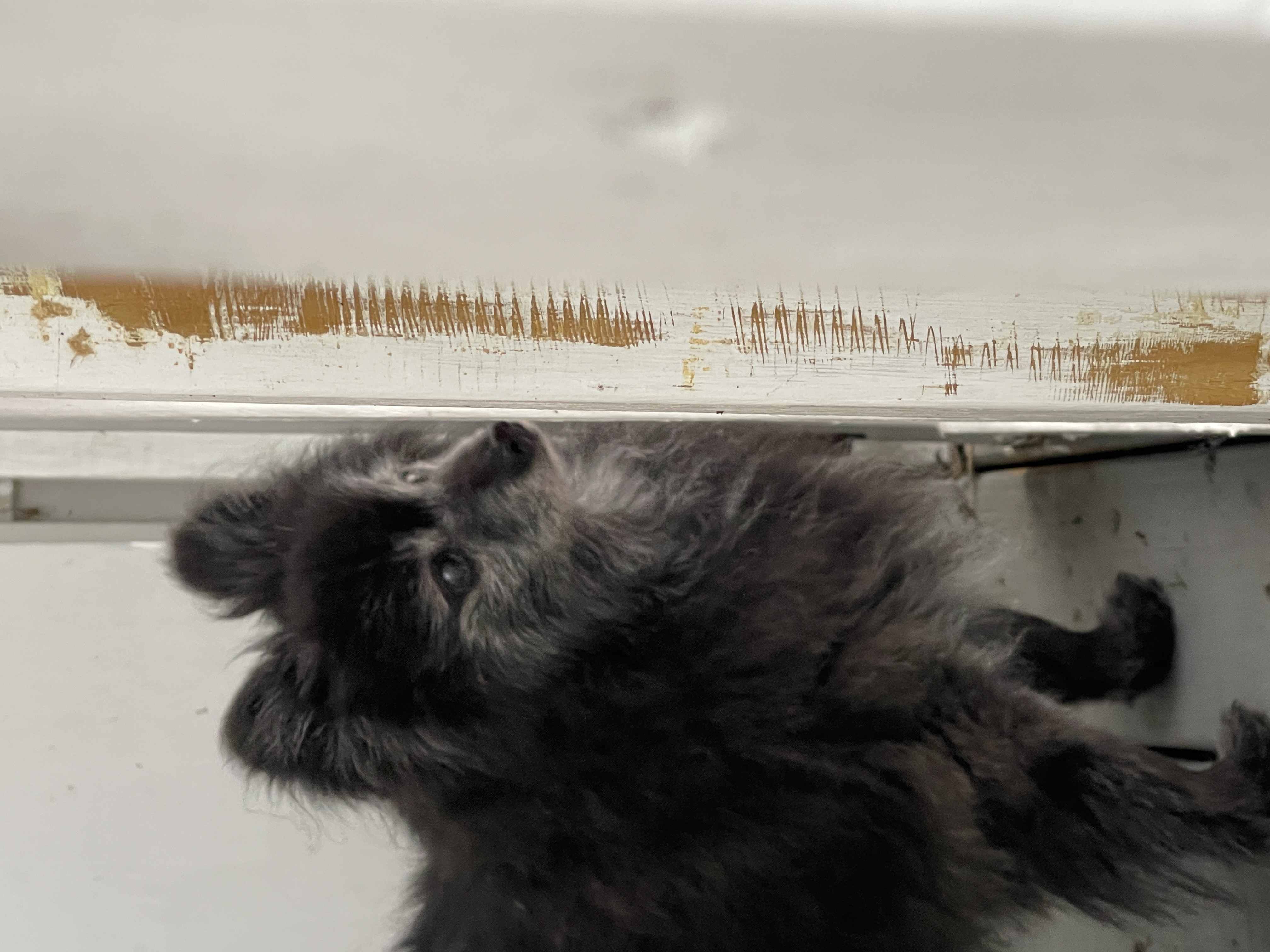 My loving shadow Teddy Bear.