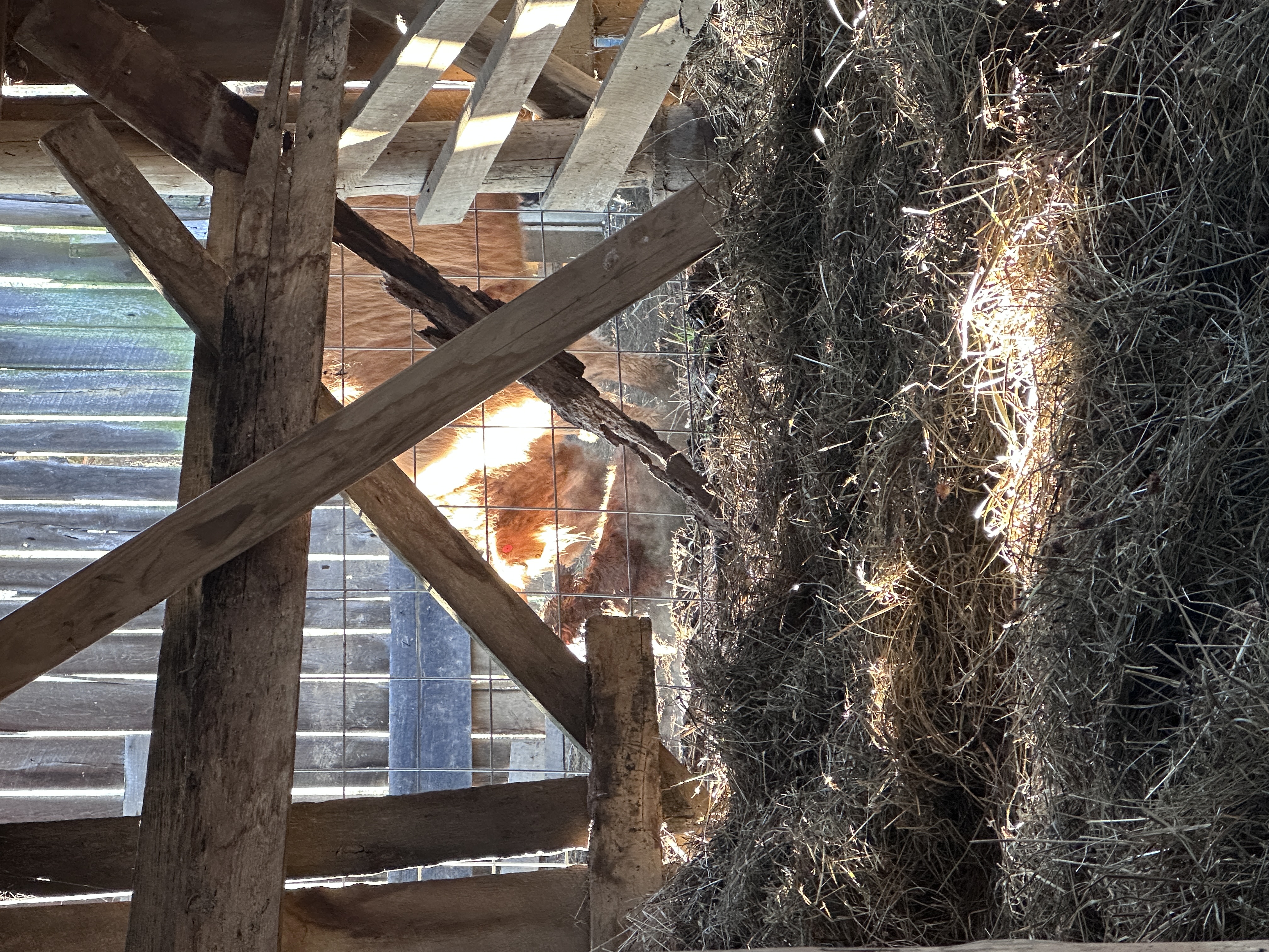 A newborn calf seen through the weathered timbers of the old barn