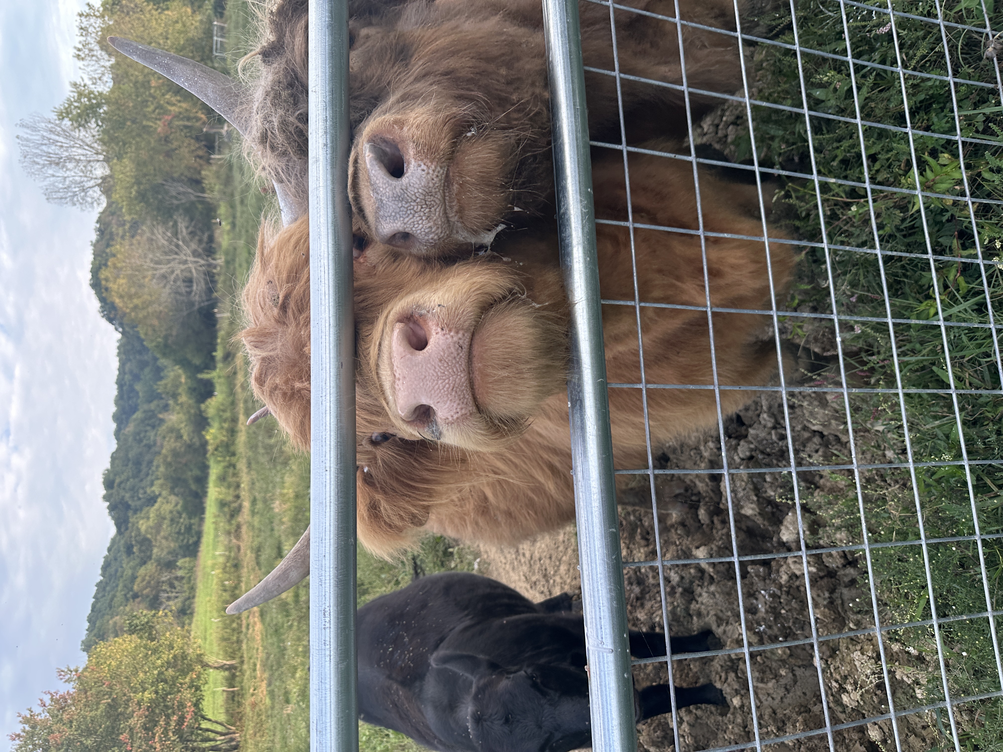 Highlander Noses